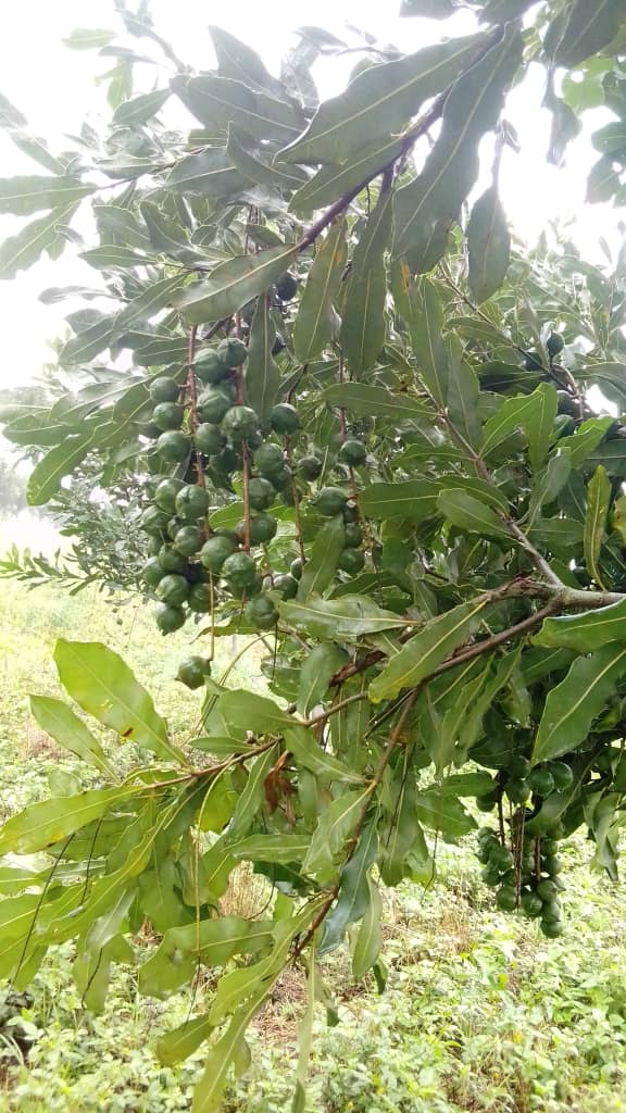 Macadamia Nuts for Brain Health and Cognitive Function