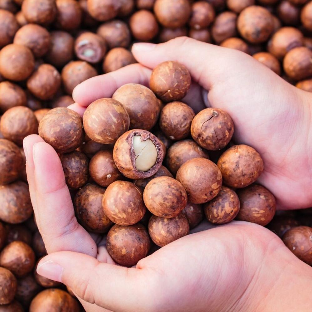 Commercial Macadamia NIS – Mixed Size